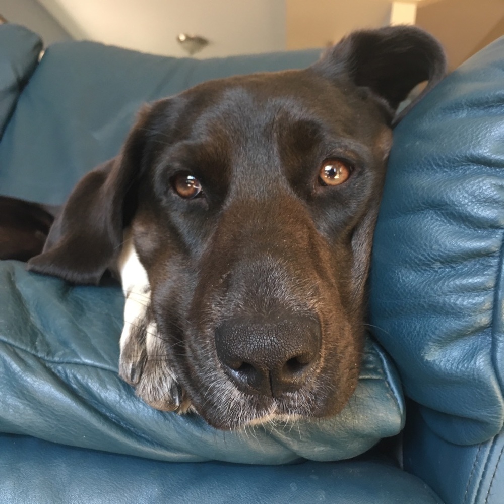 Meet your Posher, Molly